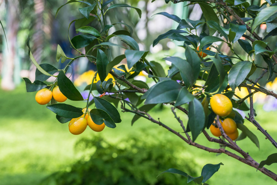 Cytryna zwyczajna Citrus limon (zdj.: Adobe Stock)