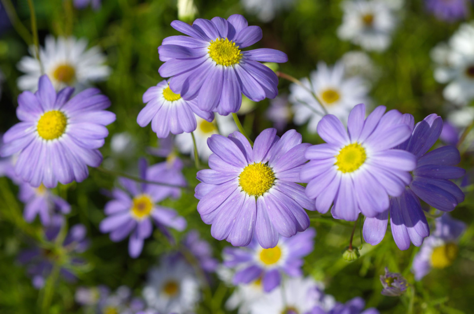 Czubatka ubiorkolistna Brachycome iberidifolia (zdj.: iStock)