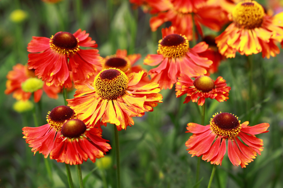 Dzielżan Helenium (zdj.: Adobe Stock)