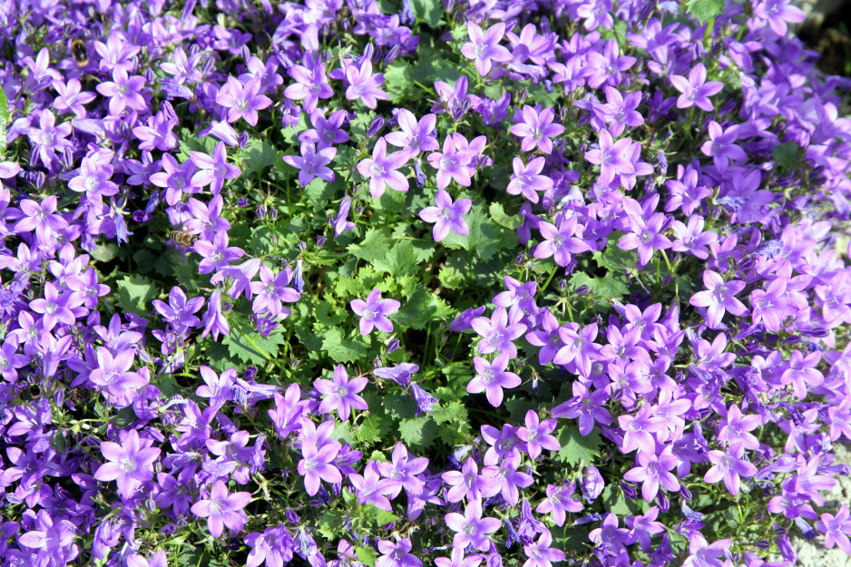 Dzwonek Poszarskiego Campanula poscharskyana (zdj.: Adobe Stock)