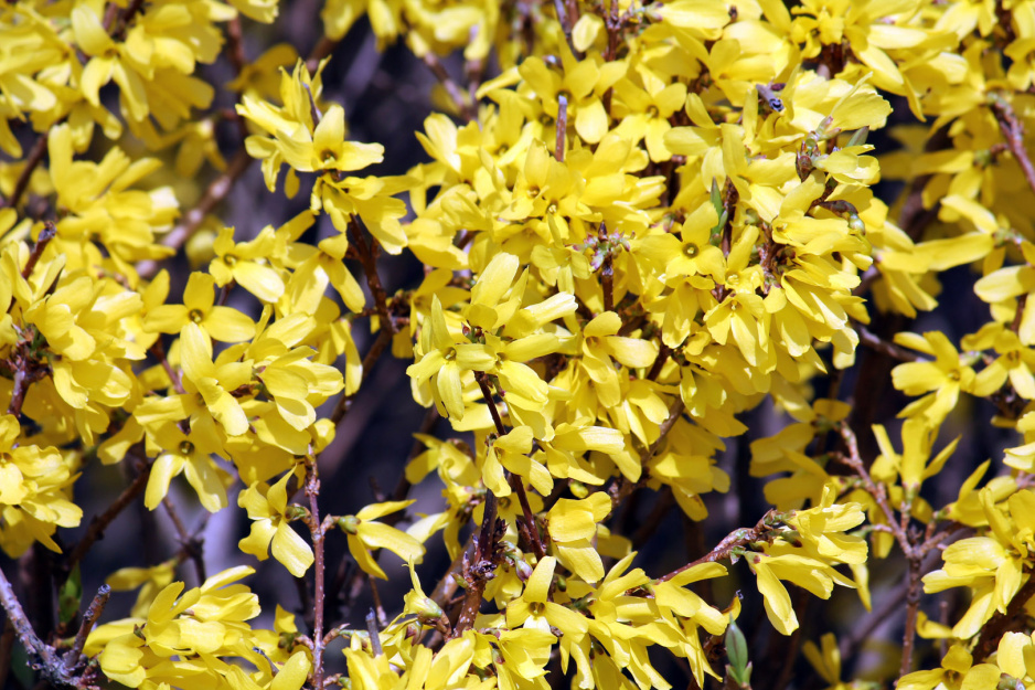 Forsycja pośrednia Forsythia intermedia (zdj.: Adobe Stock)