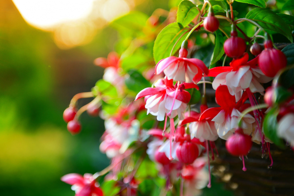 Fuksja Fuchsia (zdj.: iStock)