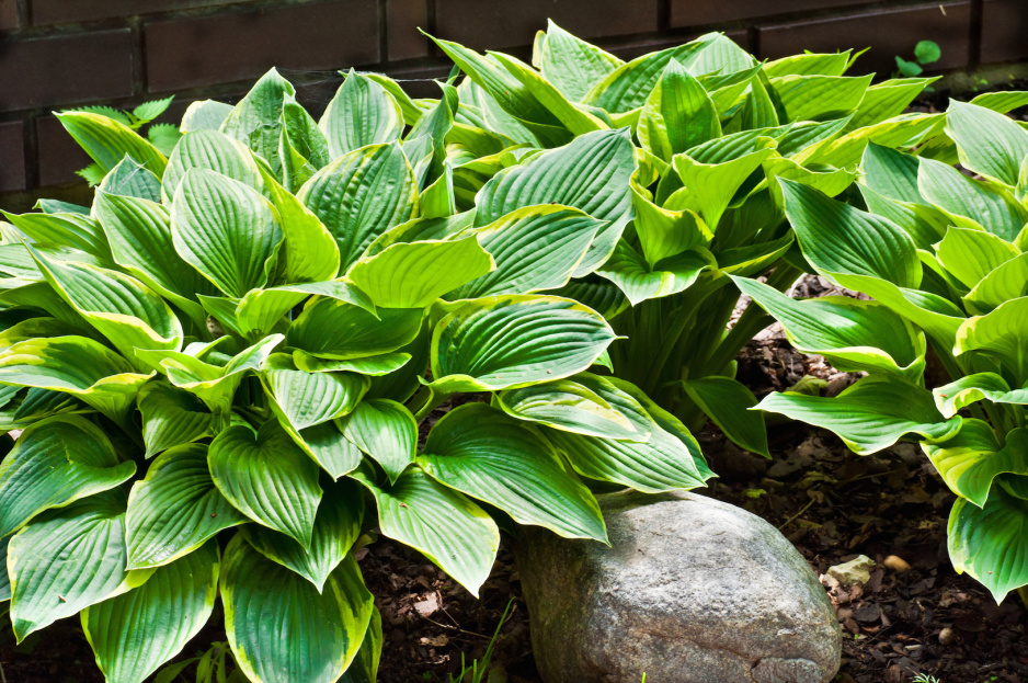 Funkia hosta (zdj.: Adobe Stock)