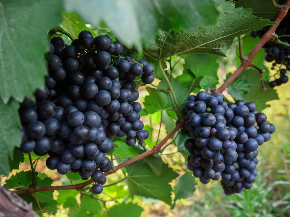 Gruntowa uprawa winorośli deserowej jest możliwa, pod warunkiem zadbania o odpowiednie zimowanie roślin. (zdj.: Adobe Stock)