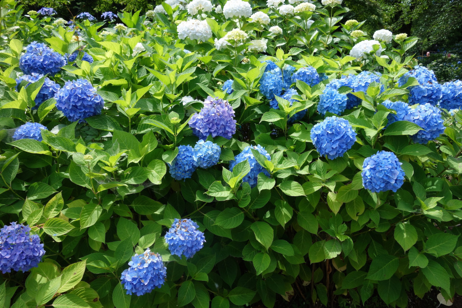 Hortensja Hydrangea macrophylla (zdj.: Adobe Stock)