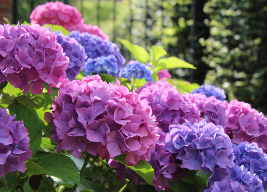 Hortensja Hydrangea (zdj.: Adobe Stock)