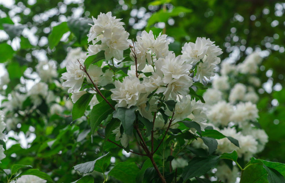 Jaśminowiec Philadelphus (zdj.: Adobe Stock)