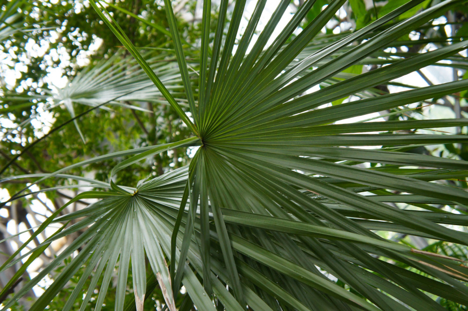 Karłatka niska Chamaerops humilis (zdj.: Adobe Stock)