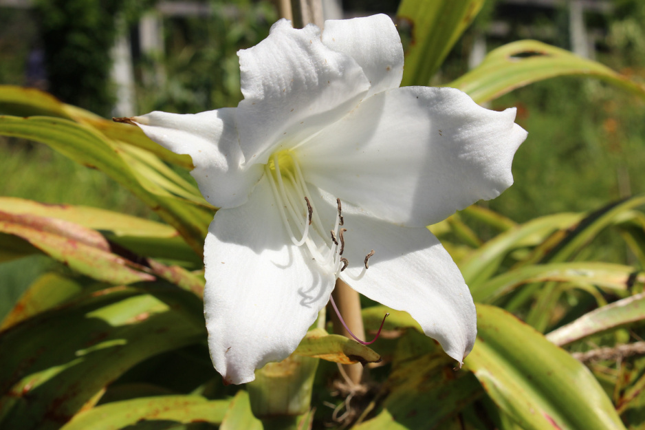 Krynka Crinum x powellii  (zdj.: Adobe Stock)