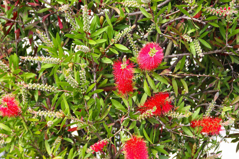 Kuflik cytrynowy callistemon citrinus (zdj.: Adobe Stock)