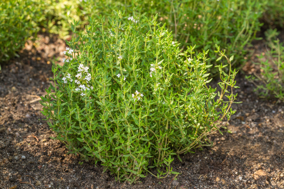 Macierzanka zwyczajna Thymus vulgaris (zdj.: Adobe Stock)