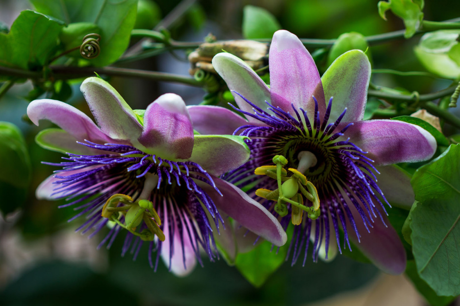 Męczennica Passiflora (zdj.: Adobe Stock)