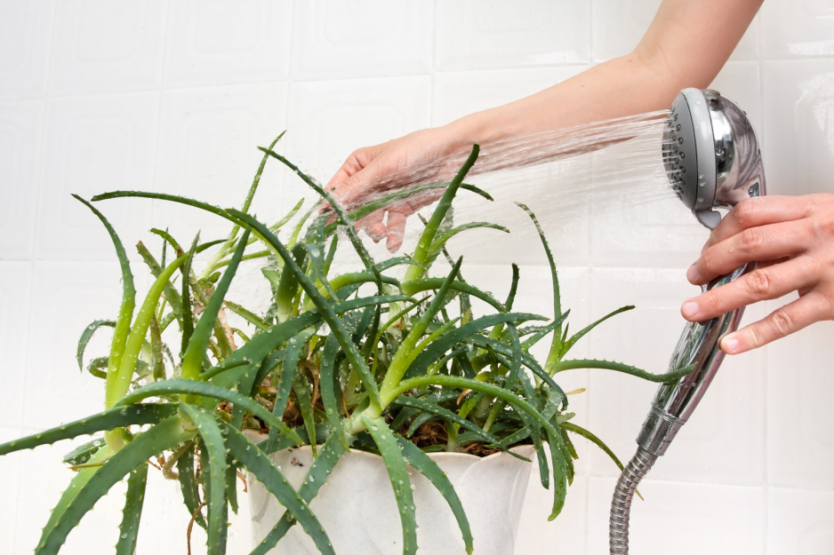 Myjąc rośliny pod prysznicem, róbmy to słabym strumieniem wody, tak by nie przelać korzeni. (zdj.: iStock)