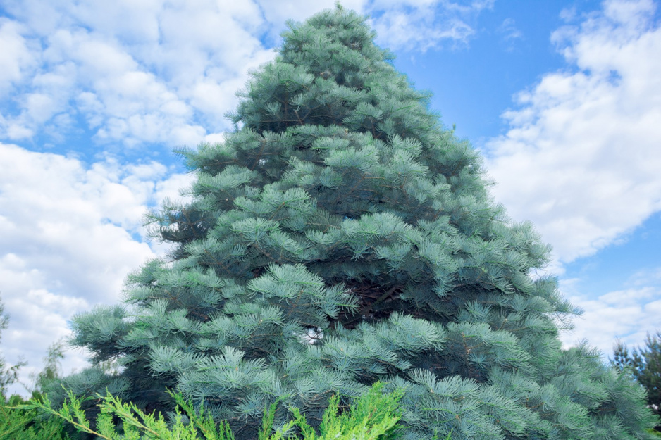 Naturalnym pokrojem jodły kalifornijskiej abies concolor jest równomierny stożek, przez co  doskonale nadaje się na świąteczne drzewko. (zdj.: Adobe Stock)