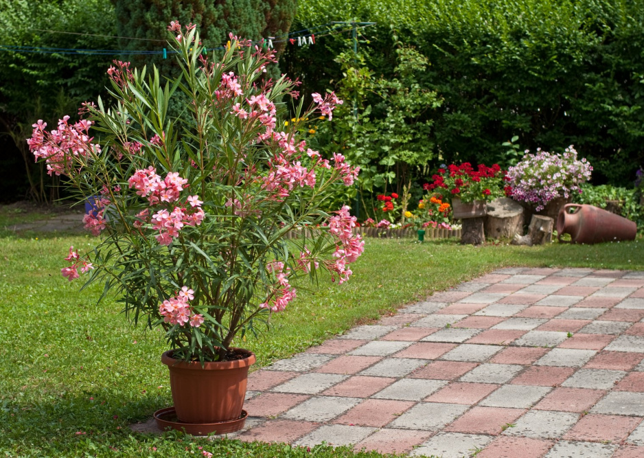 Oleander wymaga częstego podlewania, jest to bowiem roślina która najlepiej rozwija się w wysuszającym słońcu, potrzebując przy tym utrzymywania "mokrych nóg". (zdj.: Adobe Stock)