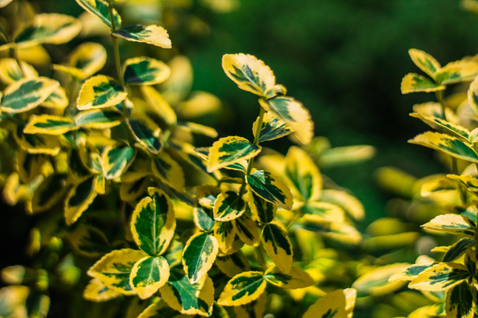 Ostrokrzew Golden King (ilex altaclerensis) jest odmianą wypuszczającą czerwone owoce, od tradycyjnych ostrokrzewów odróżnia ją jednak złote wybarwienie brzegów liści.  (zdj.: Adobe Stock)