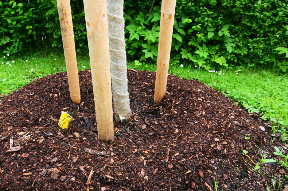 Paliki powinny podpierać drzewo nawet przez ponad dwa lata od posadzenia. (zdj.: Adobe Stock)