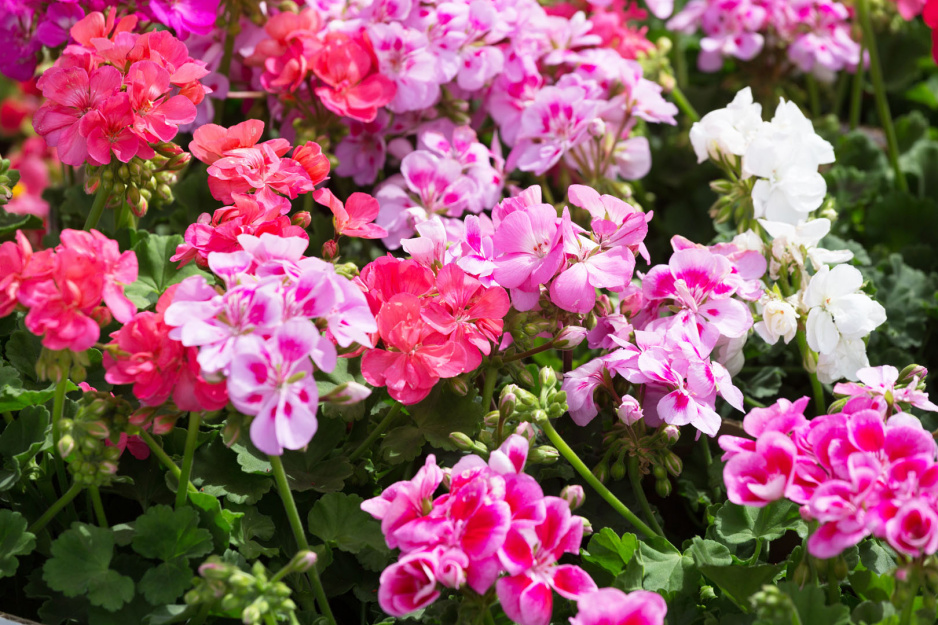 Pelargonia pelargonium (zdj.: Adobe Stock)