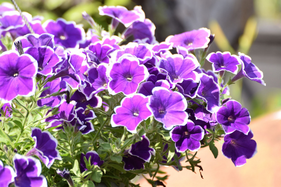 Petunia, surfinia petunia x hybrida (zdj.: iStock)