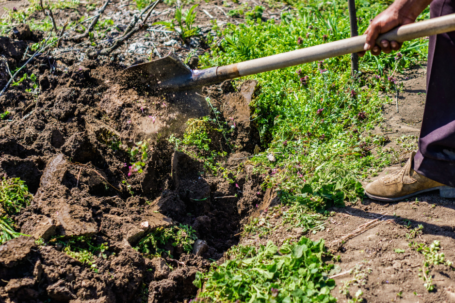 Proces wchłaniania wapnia przyśpieszy regularne przerzucanie gleby. (zdj.: iStock)