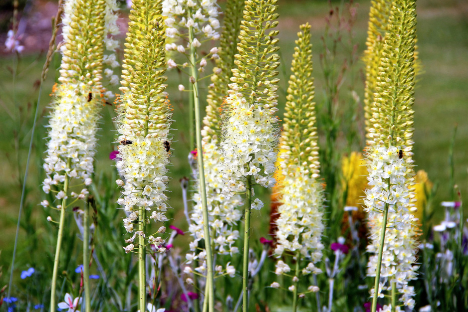 Pustynnik wąskolistny Eremurus stenophyllus (zdj.: iStock)