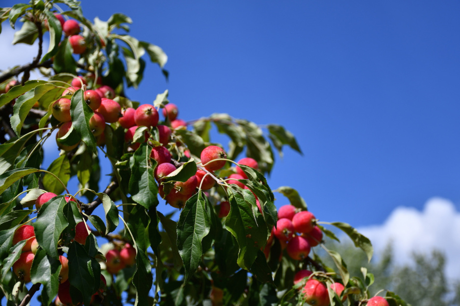 Rajskie jabłka pojawiają się na drzewach jesienią, miejmy to na uwadze planując prace przed końcem sezonu. (zdj.: Adobe Stock)
