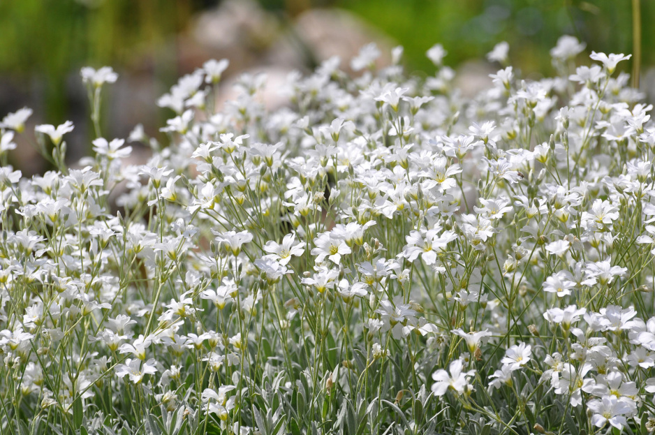 Rogownica kutnerowata Cerastium tomentosum (zdj.: Adobe Stock)