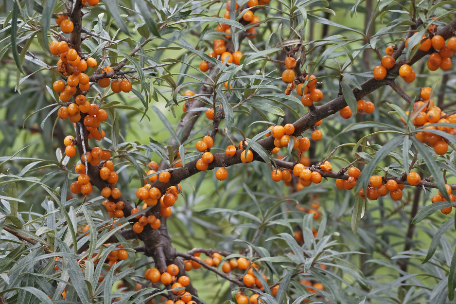 Rokitnik pospolity (hippophae rhamnoides) owocuje jesienią, na szczęście czasochłonne zbieranie drobnych owoców ułatwiają mrozy.  (zdj.: Adobe Stock)