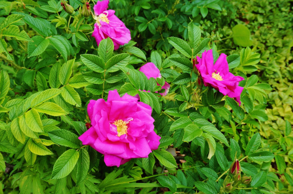 Róża pomarszczona (rosa rugosa) kwitnie praktycznie do pierwszych przymrozków, a sam krzew jest mrozoodporny.  (zdj.: Adobe Stock)