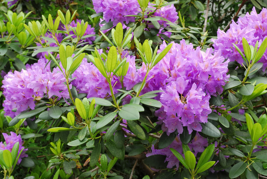 Różanecznik Rhododendron (zdj.: Adobe Stock)