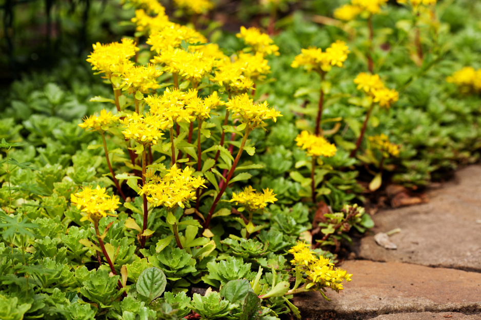 Rozchodnik kwiecisty Sedum floriferum (zdj.: Adobe Stock)