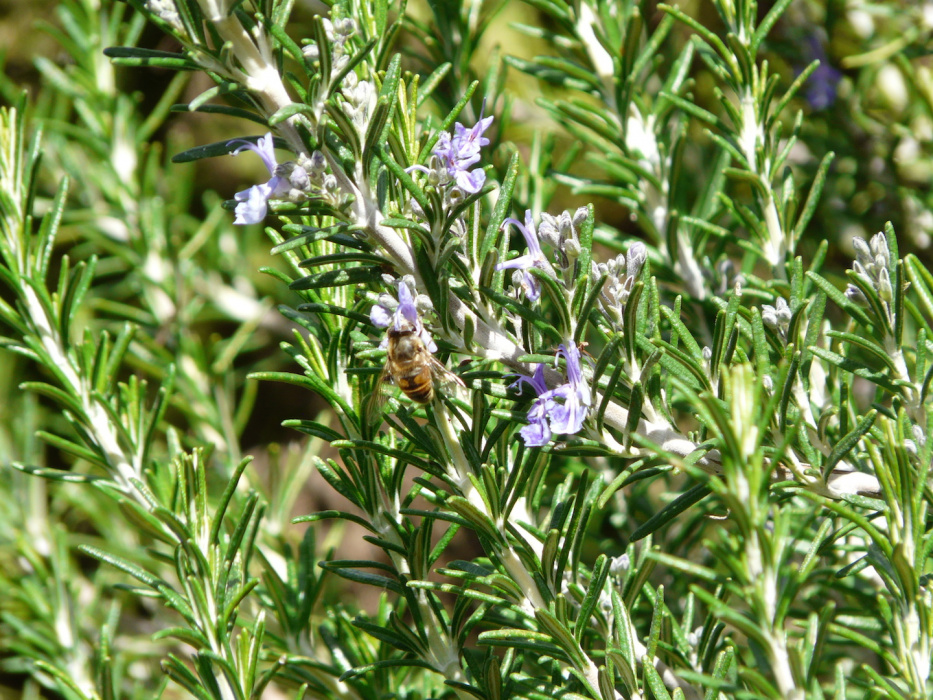 Rozmaryn lekarski Rosmarinus officinalis (zdj.: Adobe Stock)