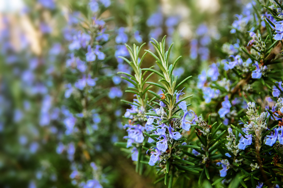 Rozmaryn lekarski Rosmarinus officinalis (zdj.: Adobe Stock)