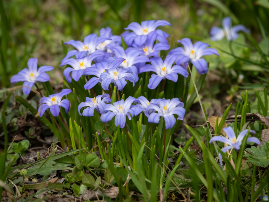 Śnieżnik lśniący Chionodoxa luciliae (zdj.: iStock)