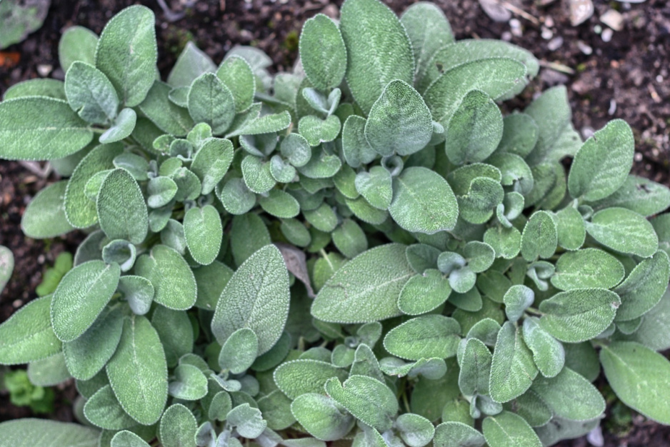 Szałwia lekarska Salvia officinalis (zdj.: Adobe Stock)