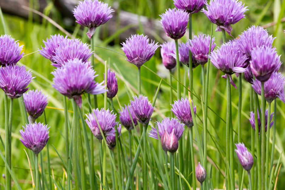 Szczypiorek Allium schoenoprasum (zdj.: Adobe Stock)