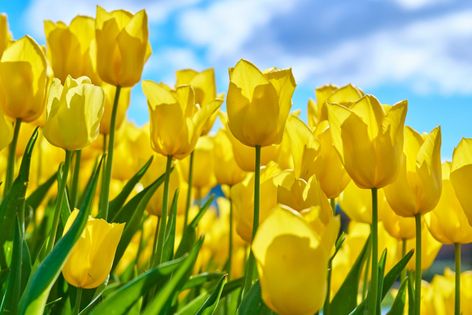 Tulipan Tulipa (zdj.: iStock)
