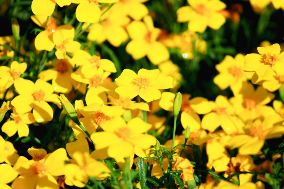 Uczep rózgowaty Bidens ferulifolia (zdj.: iStock)