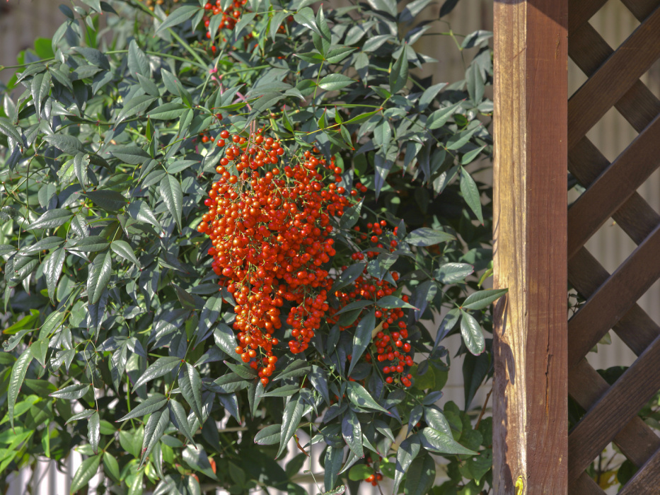 W lżejszym klimacie, przy łagodniejszej pogodzie nandina może być uprawiana jako roślina gruntowa, bezpieczniejsza jest jednak uprawa doniczkowa. (zdj.: Adobe Stock)