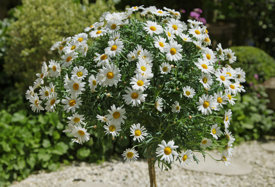 Złocień krzewiasty argyranthemum frutescens (zdj.: Adobe Stock)