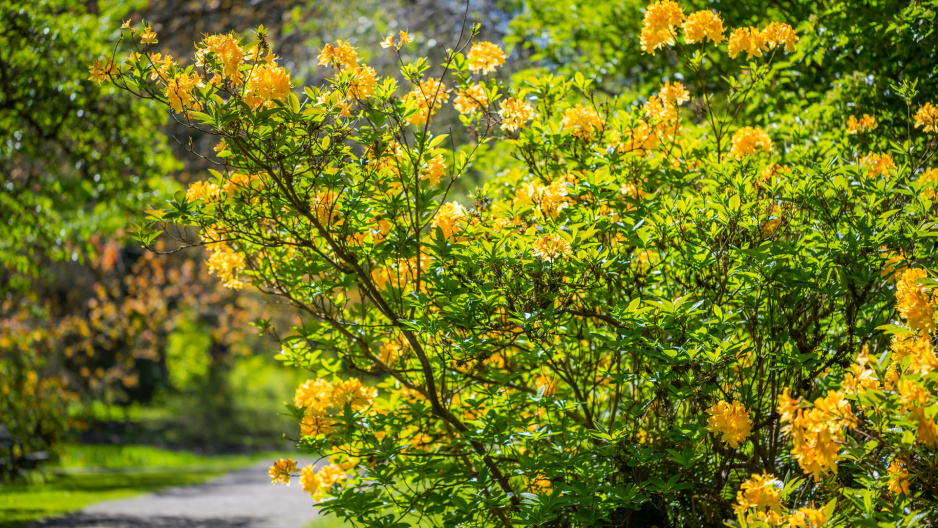 Złotlin japoński kerria japonica (zdj.: Adobe Stock)