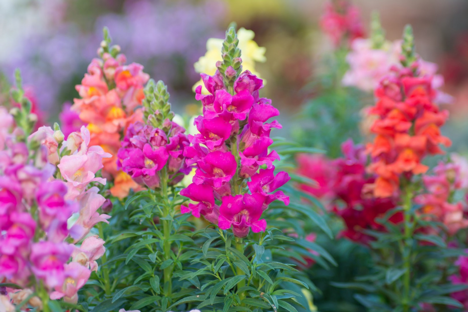 134 Wyżlin większy Antirrhinum majus