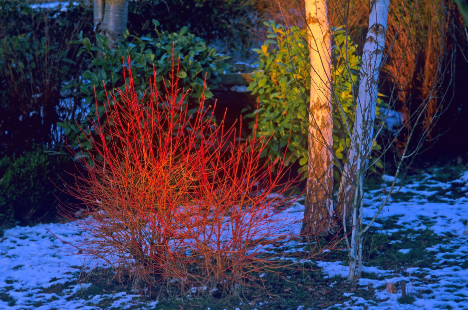 Dereń świdwa Cornus sanguinea w odmianie Winter Flame.  (zdj.: Adobe Stock)