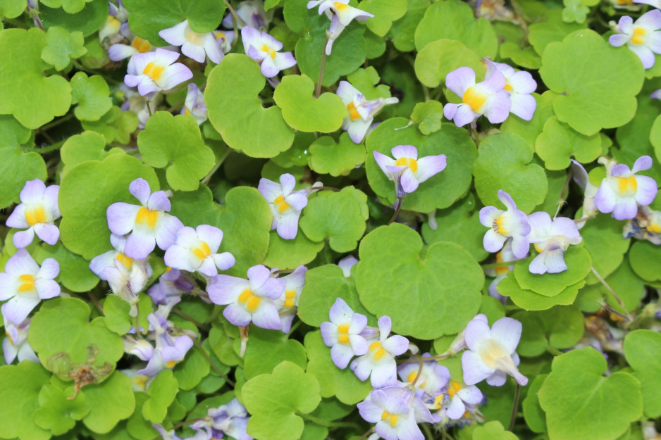 Cymbalaria murowa to niebywale wytrzymała roślina okrywowa, obficie rozrastająca się poprzez płożące pędy. (zdj.: Adobe Stock)