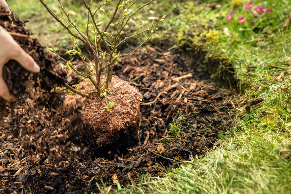 Dostosowując pH gleby do wymagań krzewu ozdobnego mamy pewność, że zapewniliśmy roślinie jak najbardziej sprzyjające warunki do szybkiego rozwoju i zdrowego owocowania. (zdj.: Adobe Stock)