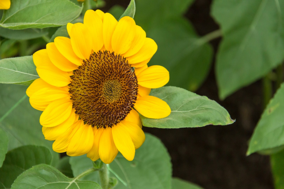 Słonecznik zwyczajny Helianthus annuus (zdj.: Adobe Stock)