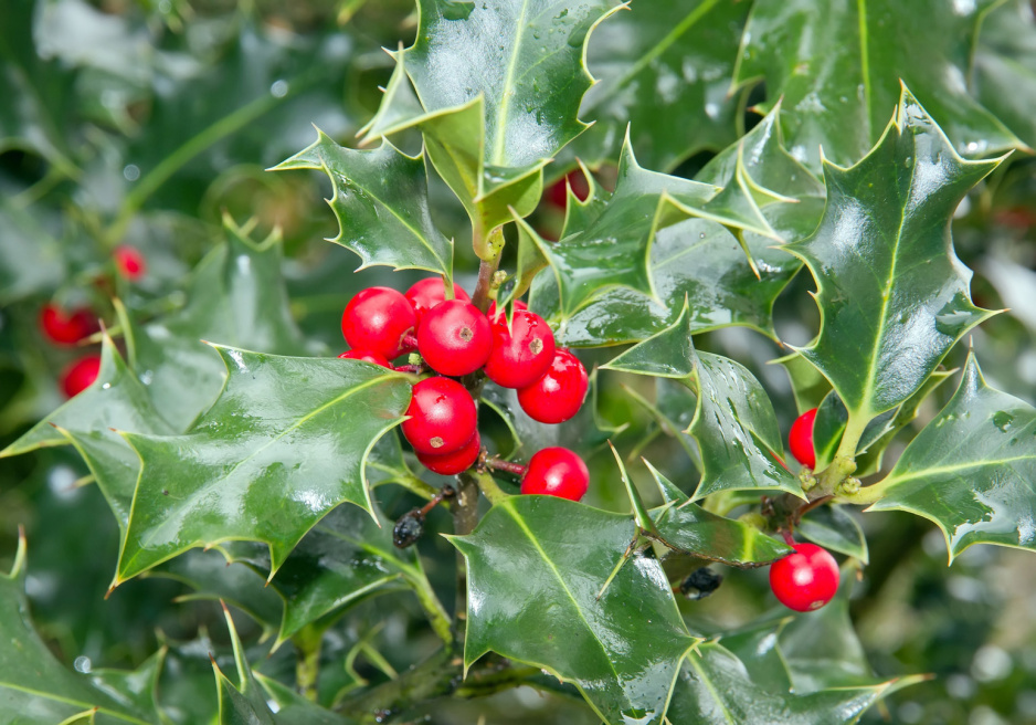 Ostrokrzew Ilex (zdj.: Adobe Stock)