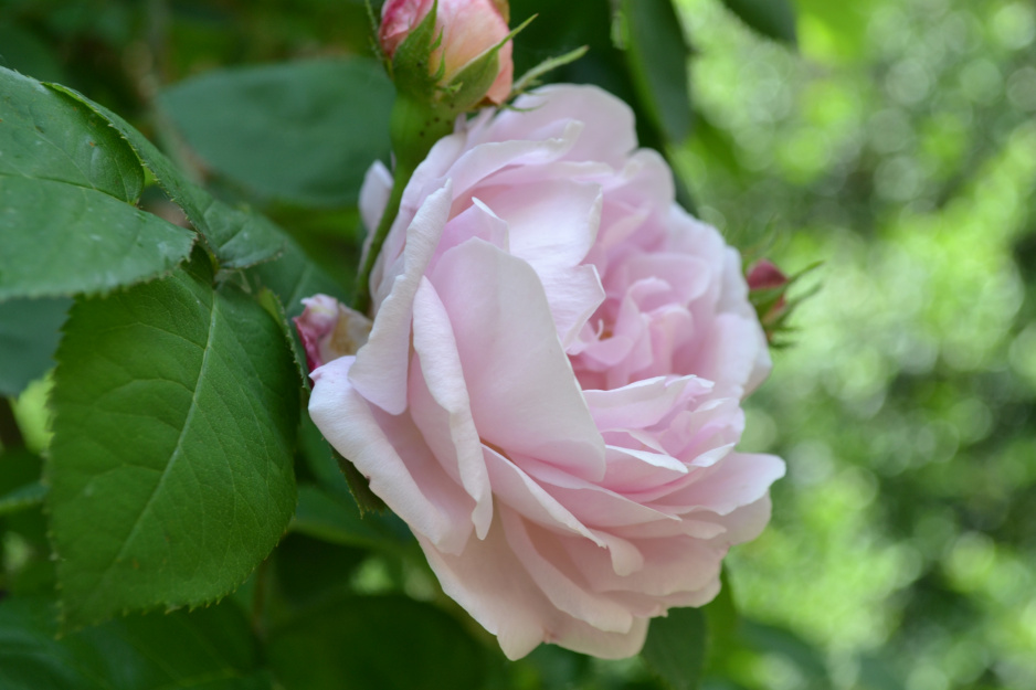 W Ogrodzie Botanicznym PAN w Powsinie można podziwiać m.in. kolekcję róż
