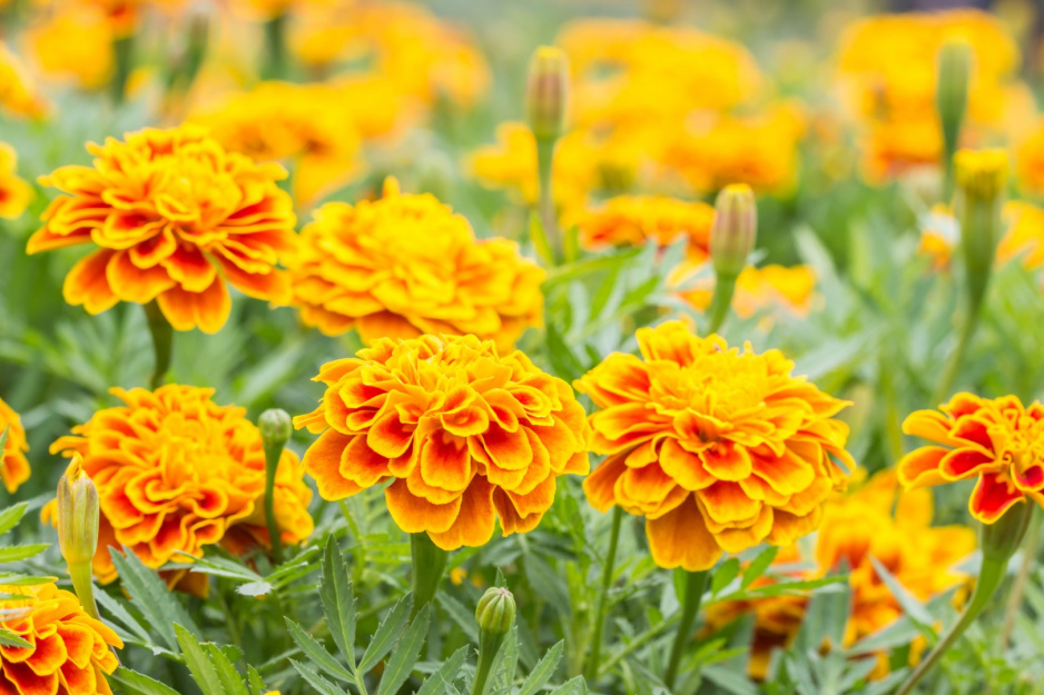 Aksamitka Tagetes