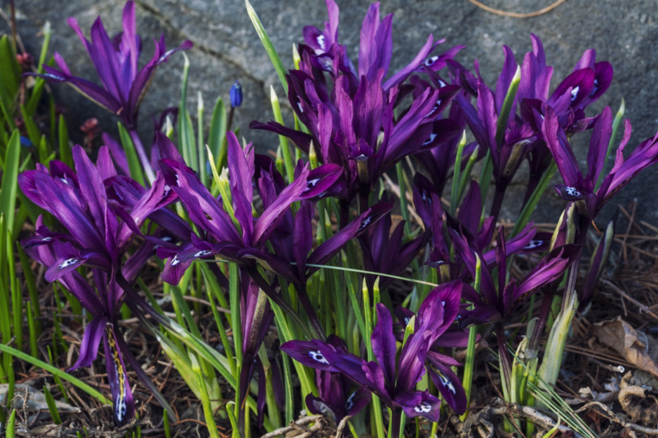 kosaciec żyłkowany Iris reticulata